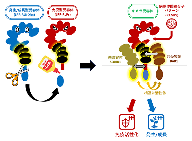 免疫反応も発生・成長に関わる反応も誘導できるキメラ受容体の図