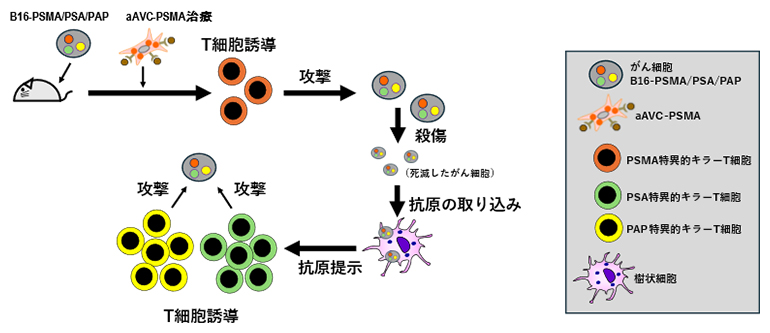 aAVC療法によるがん抗原エピトープ拡散の誘導の図