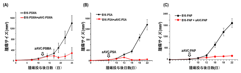 前立腺がん抗原を導入したaAVCの抗腫瘍効果の図