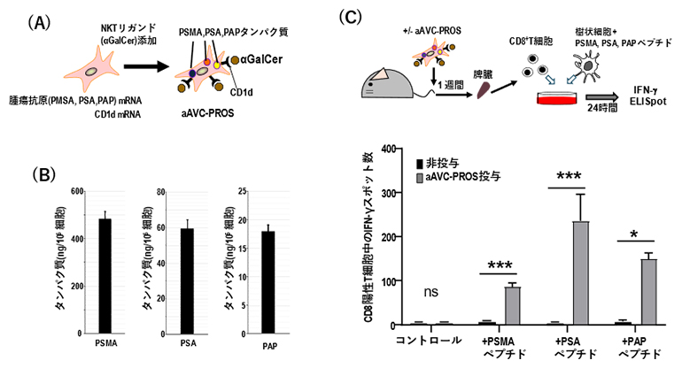 複数の抗原を導入したaAVC-PROSの樹立と各抗原に対するT細胞免疫応答の誘導の図
