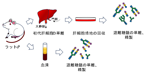 ラットの肝細胞と血清から得た遊離糖鎖を比較する実験の概要図