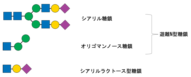 肝細胞の培地と血清で同定された主要な遊離糖鎖の図