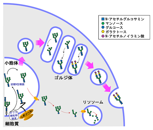 血清遊離N型糖鎖の生成と分泌機構のモデルの図