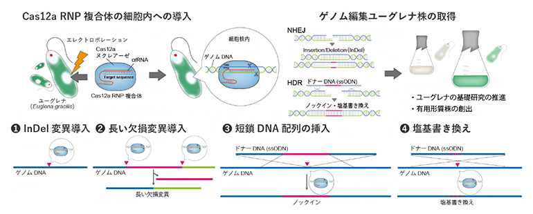 ユーグレナにおけるCas12a RNPを用いたゲノム編集技術の概要の図
