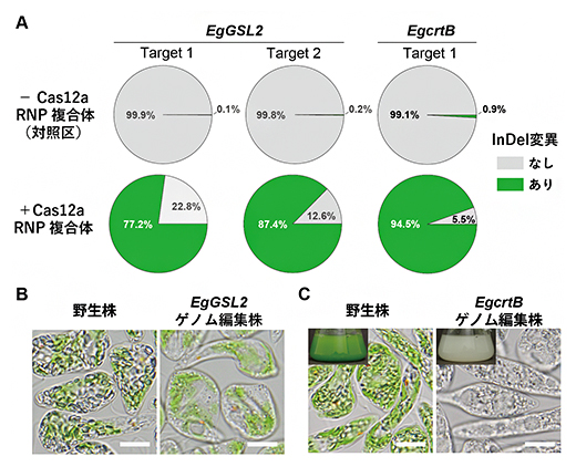 Cas12a RNP複合体を用いたユーグレナのゲノム編集の図