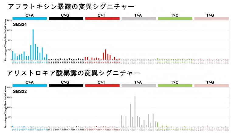 アフラトキシン暴露およびアリストロキア酸暴露による変異シグニチャーの図