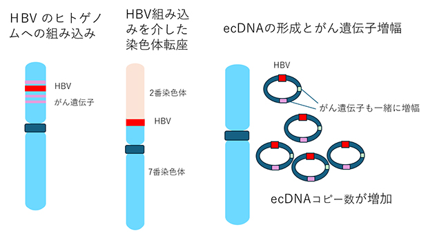 HBVのヒトゲノムへの組み込みとecDNA形成とがん遺伝子の増幅の図