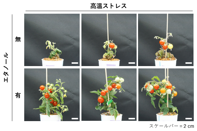 エタノール投与の有無による高温環境下でのトマトの生育状況の違いの図