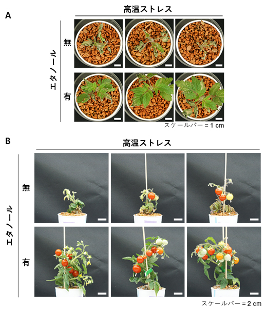 エタノールによる高温ストレス耐性強化の図