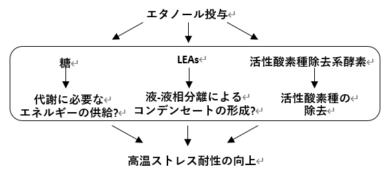 トマトにおけるエタノール投与による高温ストレス耐性強化のメカニズムの図