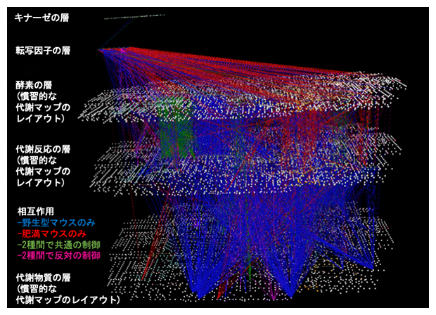 糖尿病マウスと野生型マウスにおけるキナーゼの多階層ネットワークの図