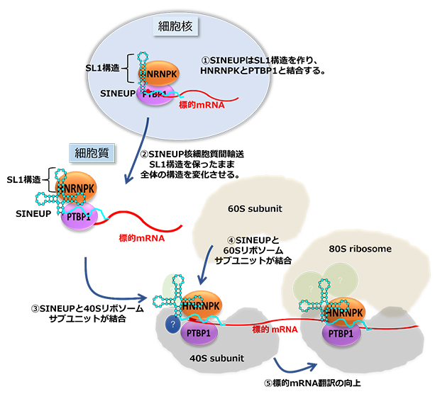 SINEUPの構造と機能の役割の図