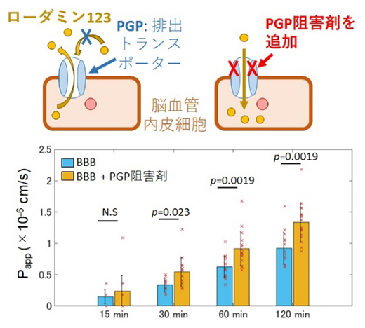 PGP阻害剤を用いたローダミン123透過試験の図