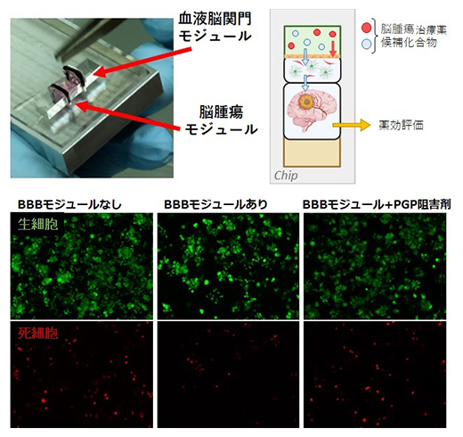血液脳関門-脳腫瘍の連関モデルによる薬剤試験の図
