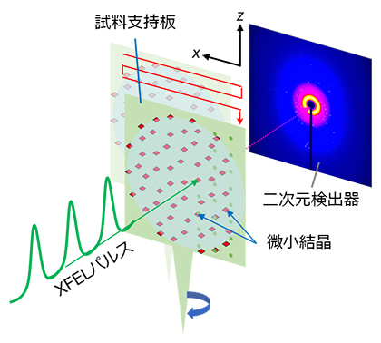 X線自由電子レーザー（XFEL）によるX線回折データ測定の模式図の画像