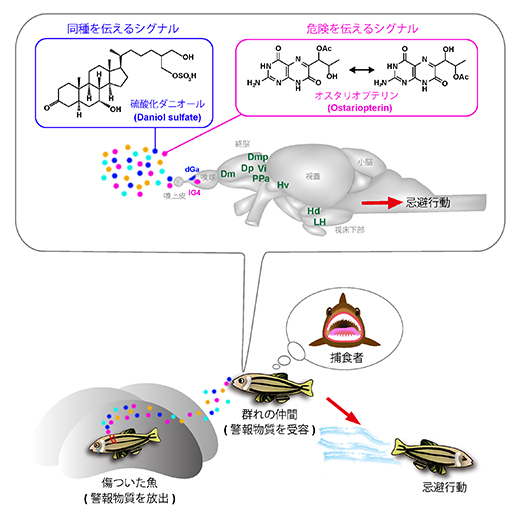 嗅覚警報物質によって引き起こされるゼブラフィッシュの忌避行動の図