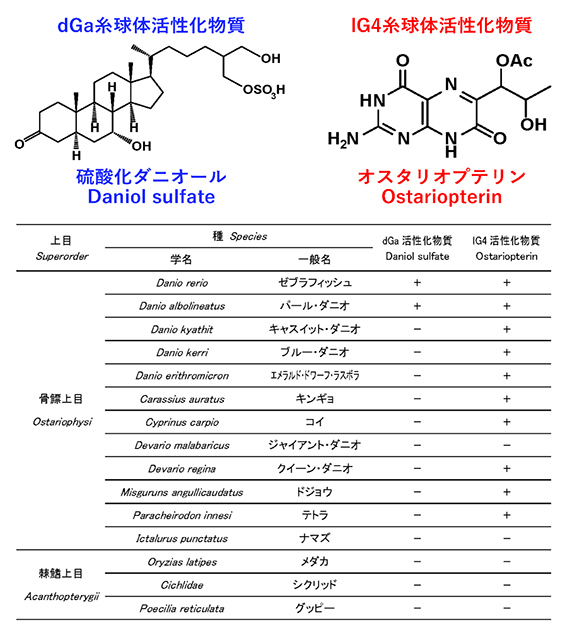 硫酸化ダニオールとオスタリオプテリンの分子構造と魚種における存在比較の図