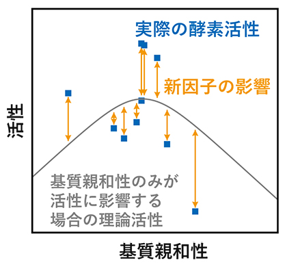 基質親和性とそれ以外の新因子によって決まる酵素活性の図