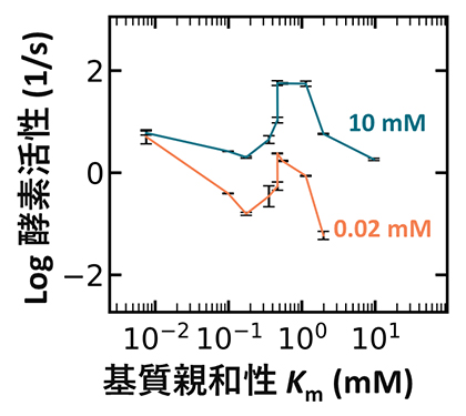 基質親和性（Km）と酵素活性の関係の図