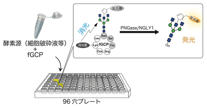 PNGase/NGLY1の活性を簡便・高感度に検出する方法の図