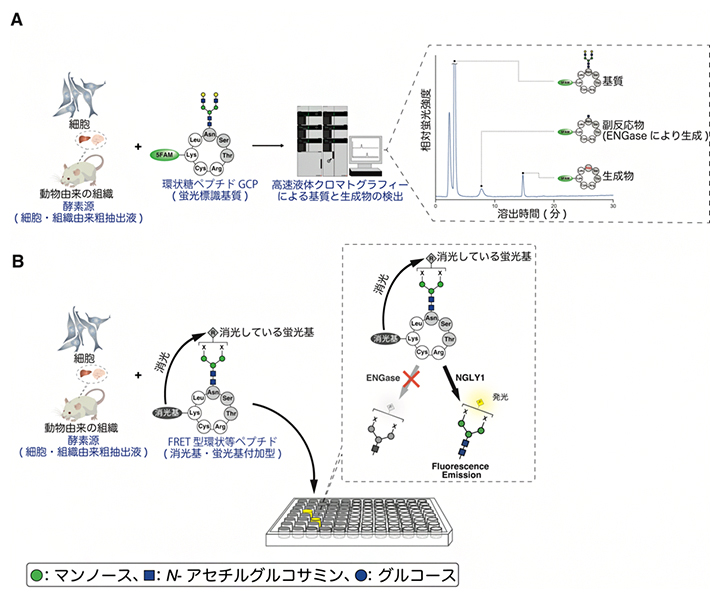 既存のNGLY1活性測定法と本研究で開発した手法の比較の図