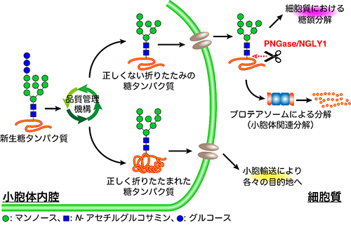 小胞体における糖タンパク質の品質管理機構の図