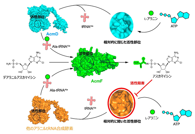 AcmD-AcmF酵素ペアはアスカマイシン生合成を効率化する触媒の図
