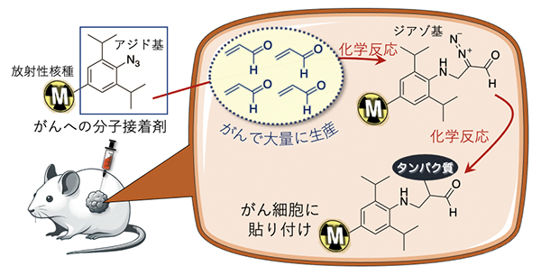 がんへの分子接着剤によるラジオセラノスティクスの概念図の画像