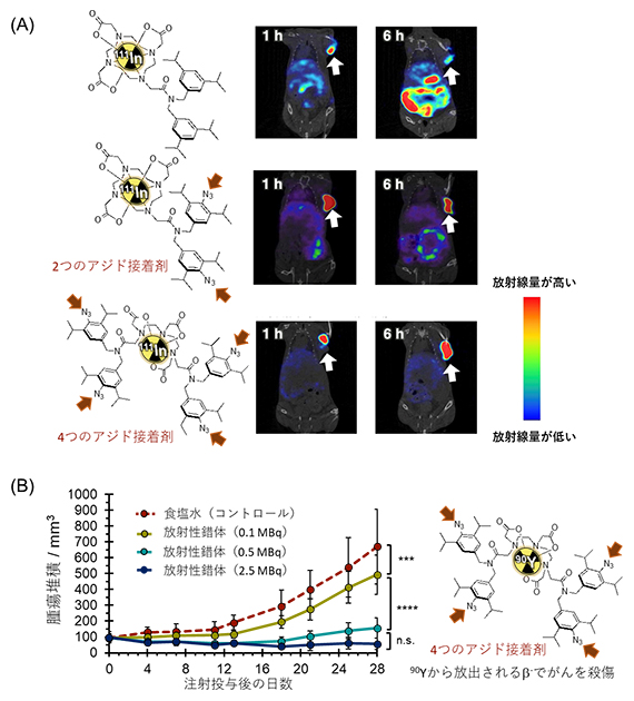 アジド基を接着剤としたがんの放射線イメージングと治療の図