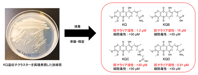 新規KQ類縁体の構造と構造活性相関の図