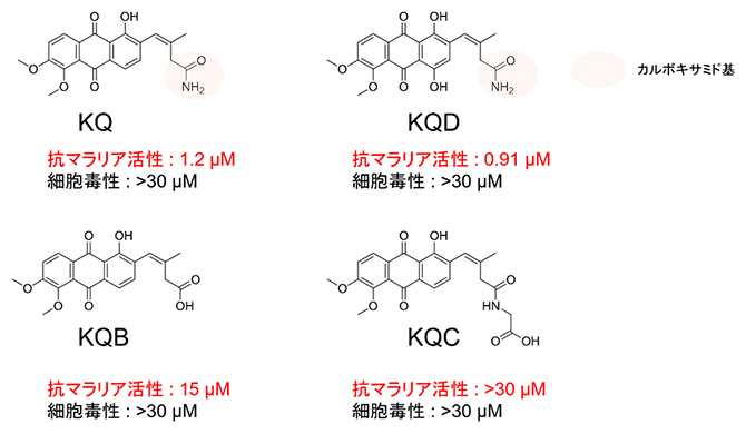 KQ類縁体の構造活性相関の図