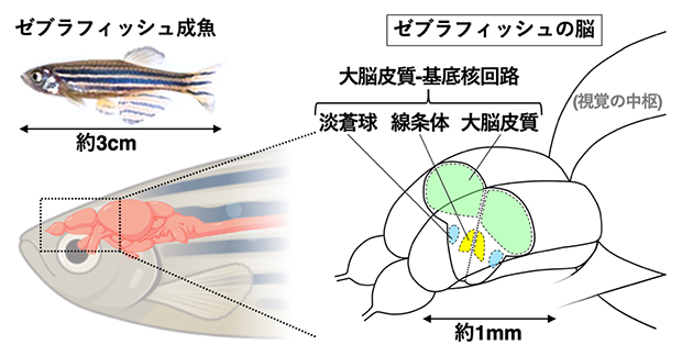 ゼブラフィッシュの大脳皮質-基底核回路の図