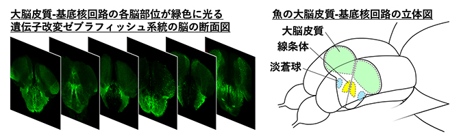 遺伝子改変ゼブラフィッシュ系統による大脳皮質-基底核回路の標識の図