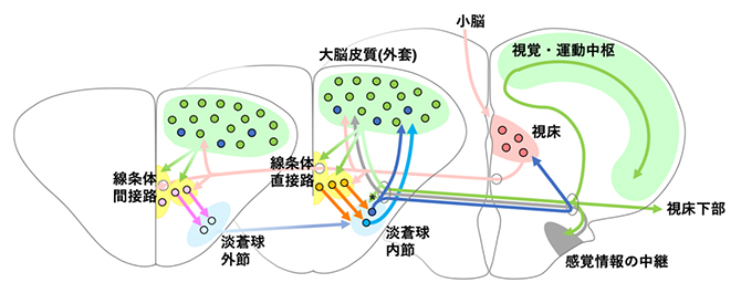 ゼブラフィッシュの大脳皮質-基底核回路の全貌の図