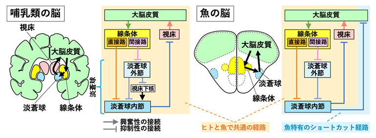 哺乳類の脳と魚の脳における大脳皮質-基底核回路の比較の図