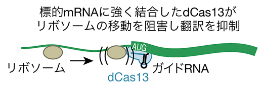 CRISPRδ（クリスパー・デルタ）による超特異的翻訳抑制の図