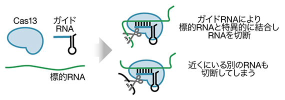 Cas13によるRNA切断の図