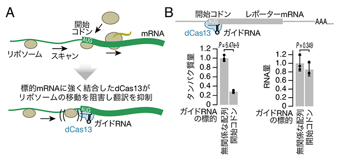 CRISPRδによる翻訳抑制の図