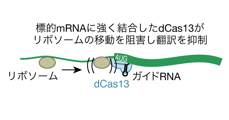 超特異的な遺伝子ノックダウン法を開発 | 理化学研究所