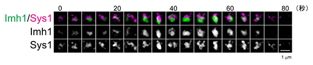 Schematic diagram of spatiotemporal dynamics of Golgi trans-cisternae