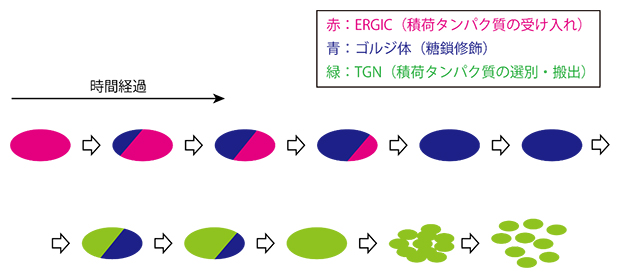 A diagram of the spatiotemporal dynamics of Golgi formation and disappearance