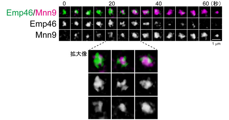 Life-span spatiotemporal dynamics of the Golgi apparatus  Ricken