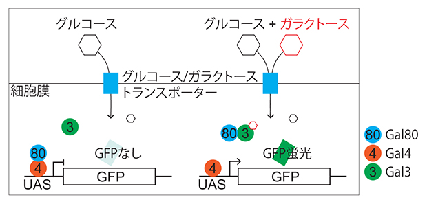 ガラクトースを感知する酵母のGalシステムの図