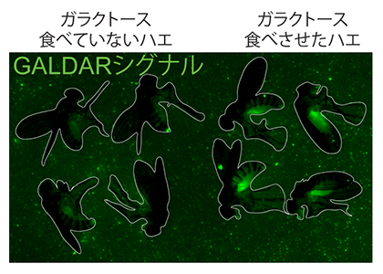 GALDARを持ったショウジョウバエの図