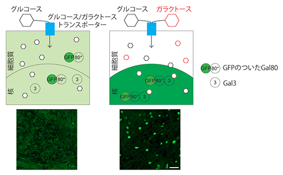 Gal4-UASに依存しないGALDAR3の図