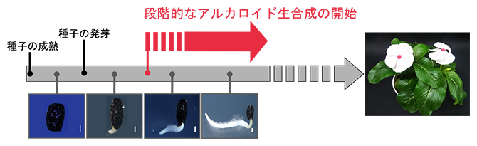 ニチニチソウ種子の成熟・発芽過程におけるアルカロイド生合成の開始時期を解明の図