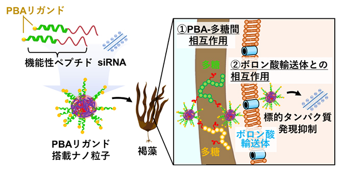 PBAリガンド搭載ナノ粒子による褐藻への効率的な核酸導入の図