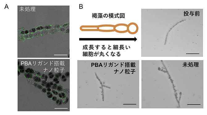 PBAリガンド搭載ナノ粒子により送達されたsiRNAによるシオミドロの形質改変の図