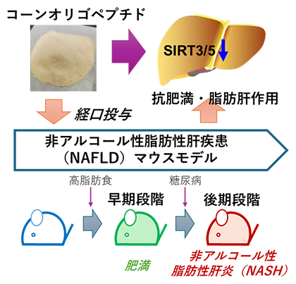 モデルマウスを使ったコーンオリゴペプチドの抗肥満・脂肪肝作用の研究の図