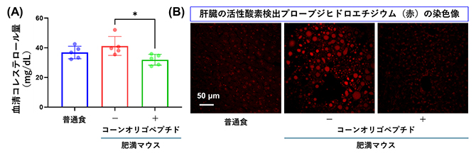 肥満マウスにおけるコーンオリゴペプチドの肝保護作用の図